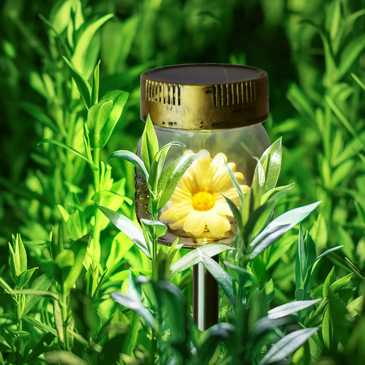 Daisy Flower Jar Solar Pathway Light, Set of 3 ShopFGI